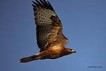 Kzl ahin / Buteo rufinus / Long-legged buzzard